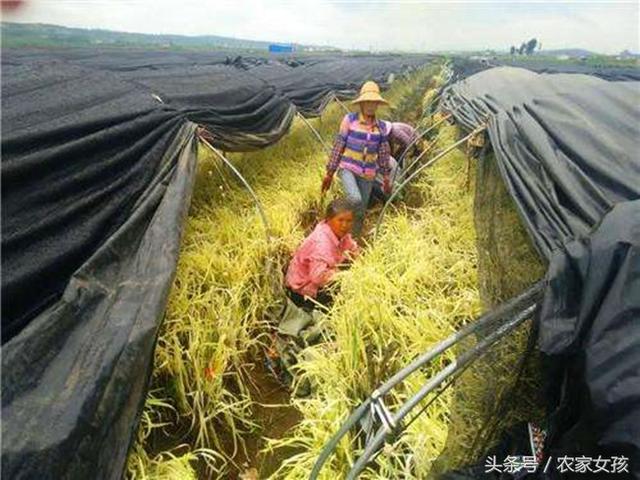 农民利用大棚种它，亩产2000斤，市价每斤十元