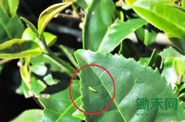 茶小绿叶蝉.jpg