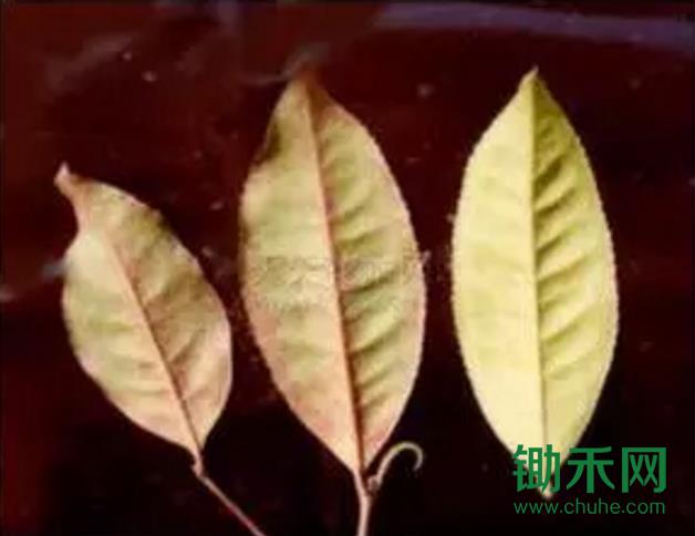 茶短须螨.jpg
