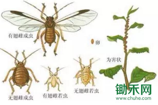 茶蚜.jpg