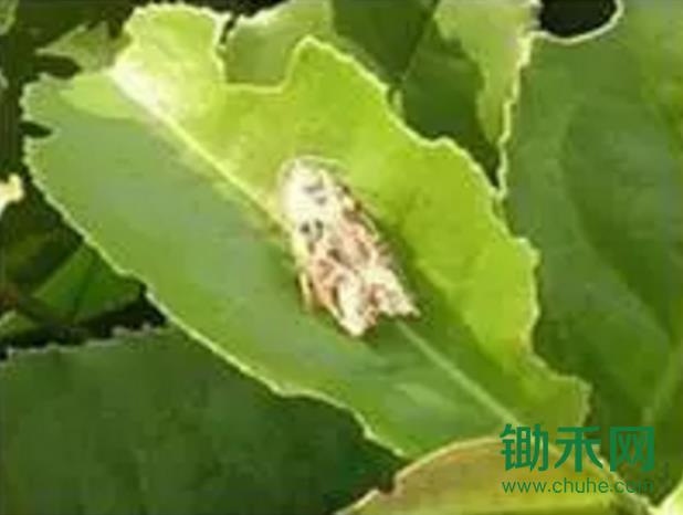 茶枝蠊蛾.jpg