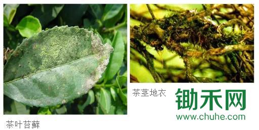 苔藓和地衣.jpg