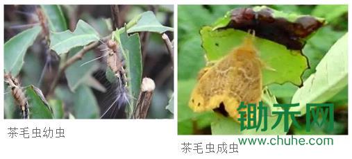 茶毛虫.jpg