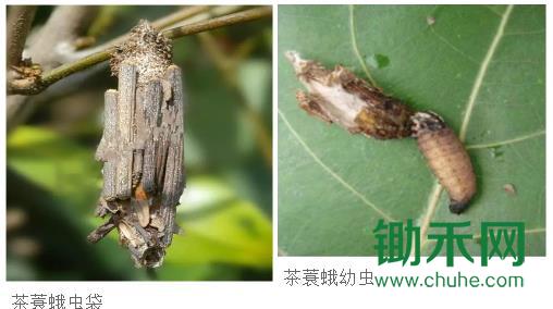 茶蓑蛾.jpg