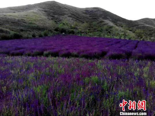 青海省年均减贫率高于全国平均水平（图）