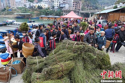 12月10日，收购商在剑河县柳川镇中药材市场集中收购钩藤。 <a target='_blank' href='http://www.chinanews.com/' _fcksavedurl='http://www.chinanews.com/'>中新社</a>记者 贺俊怡 摄