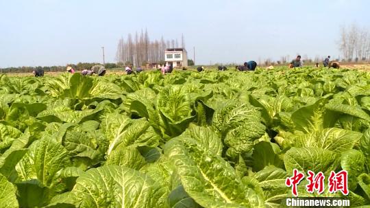 洞庭湖畔芥菜“酸爽”海内外特色产业助力乡村振兴