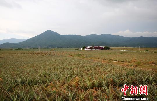 成片金菠萝生产示范基地。　王晓斌 摄