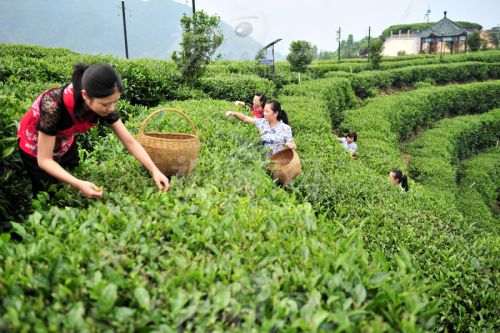 云南双柏：打好“生态牌”