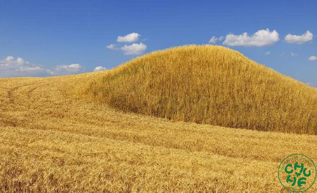 坚决守住管好“天下粮仓”