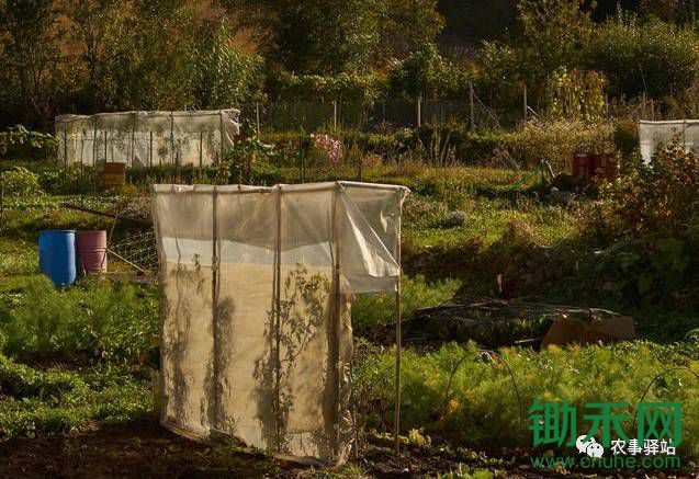 国家重点扶持5类“共享农