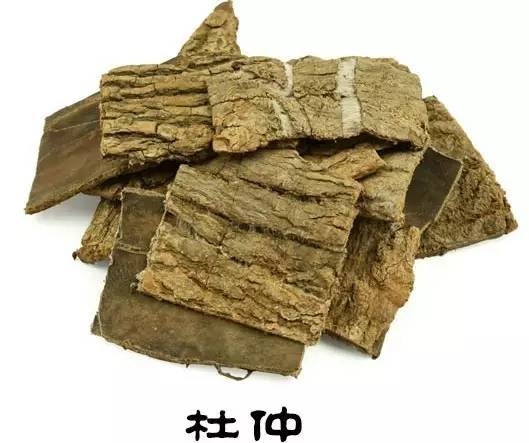 杜仲的作用与功效，补肝肾养