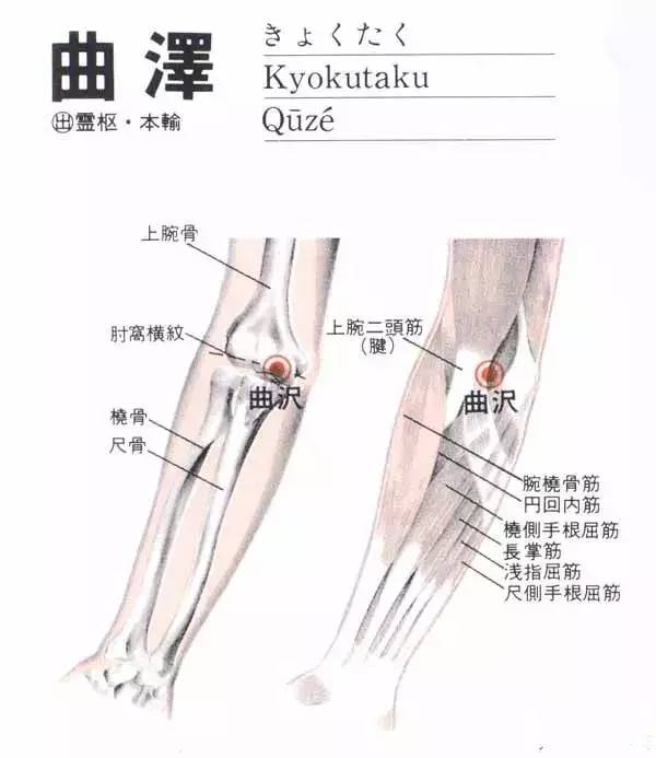 曲泽穴穴位的准确位置图