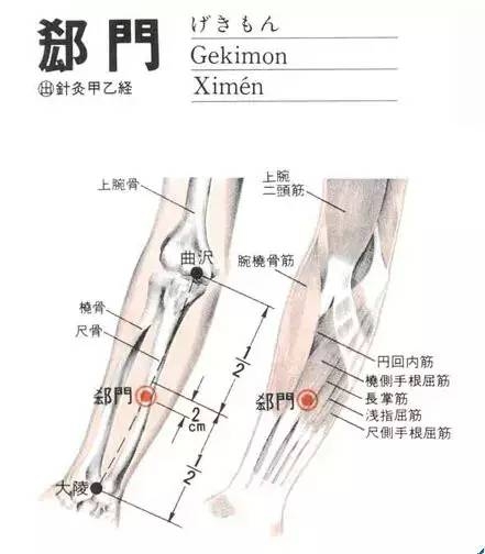 郄门穴穴位位置图及作用