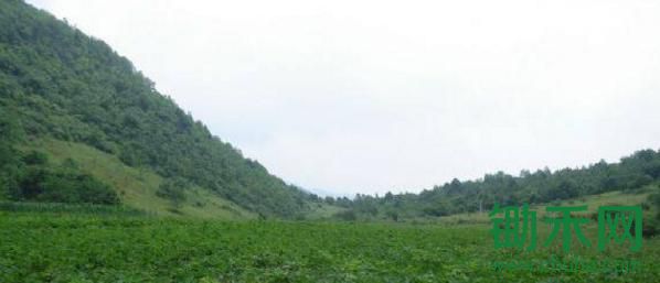 经营主体+小农户，中药材产