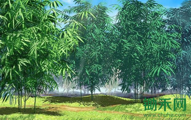 闽北竹产业：既要生态好，又要