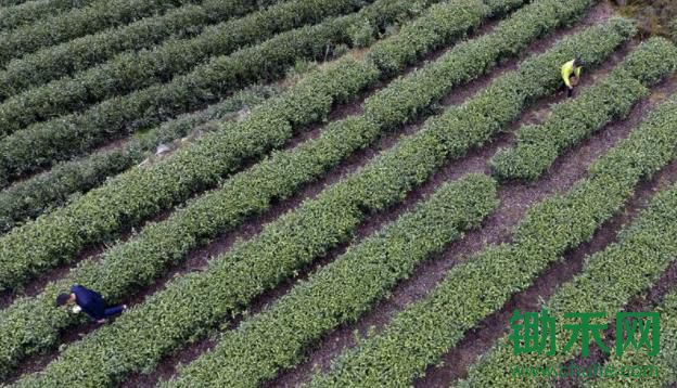 甘肃茶村：绿色发展带动乡村