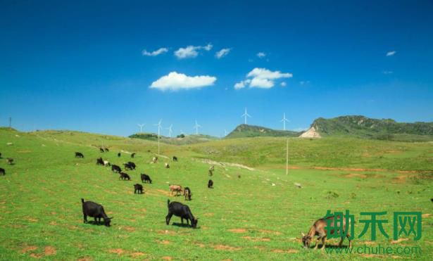 饲料向绿，畜牧业快步转向绿
