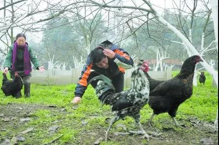 退伍老兵做农业如何年入30
