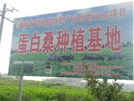 小小桑树撑起一片天 ——湖南双峰蛋白桑养殖项目助力乡村振兴