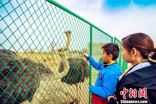 甘肃敦煌大漠引进鸵鸟放养 促进乡村旅游发展