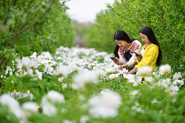 河北：特色农业助力精准扶贫