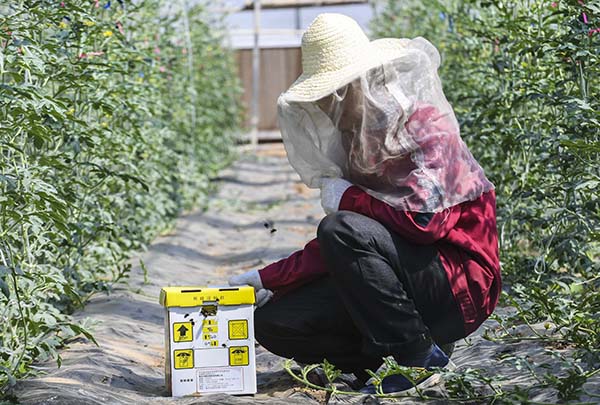 河北枣强：果蔬大棚里蜜蜂“打工”忙