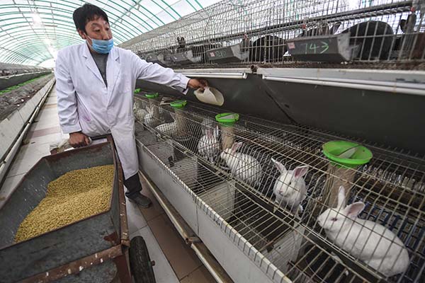 河北枣强：“扶贫兔”敲开致富门