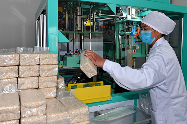 西藏江孜县十万吨青稞初深加工项目一号工厂开工试运营