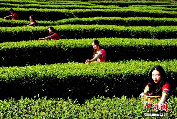 重庆酉阳3000余亩乌龙茶开采