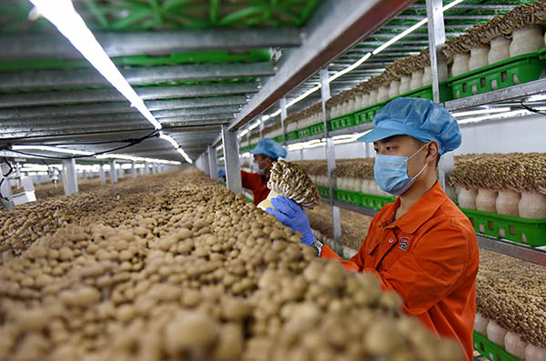 河北临西：食用菌工厂化培育增产增收