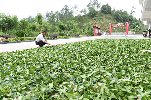 福建漳州：生态有机茶带动茶产业发展