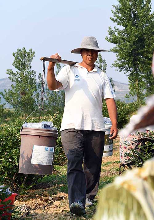 山东蒙阴：“蓝莓钟点工”采出脱贫路