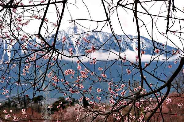 西藏波密桃花红