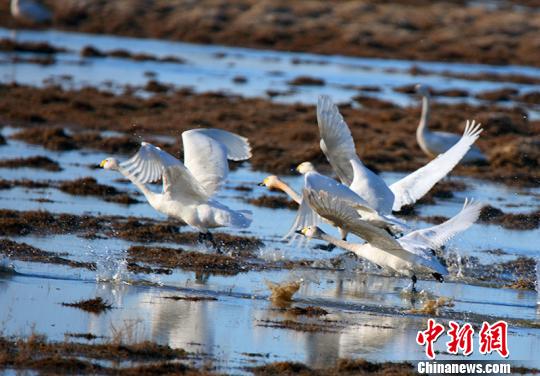 新疆哈巴河县湿地引天鹅栖息