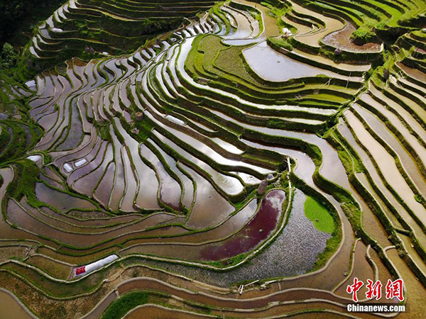 航拍贵州月亮山梯田 犹如大地“指纹”