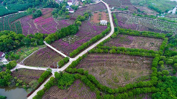 千亩“五彩杜鹃”扮靓“美丽乡村”