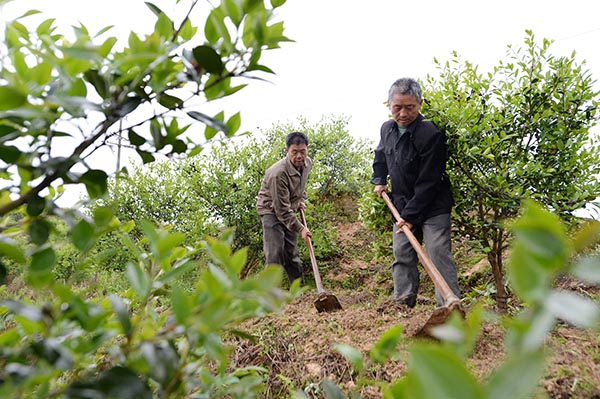 漫山油茶富农家