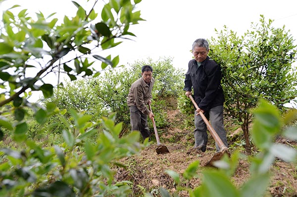 漫山油茶富农家