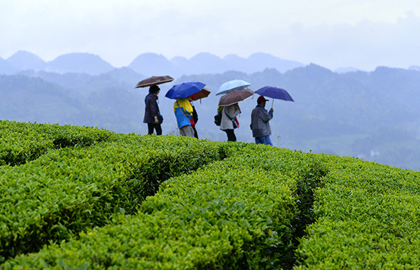 雨中漫步“品”春茶