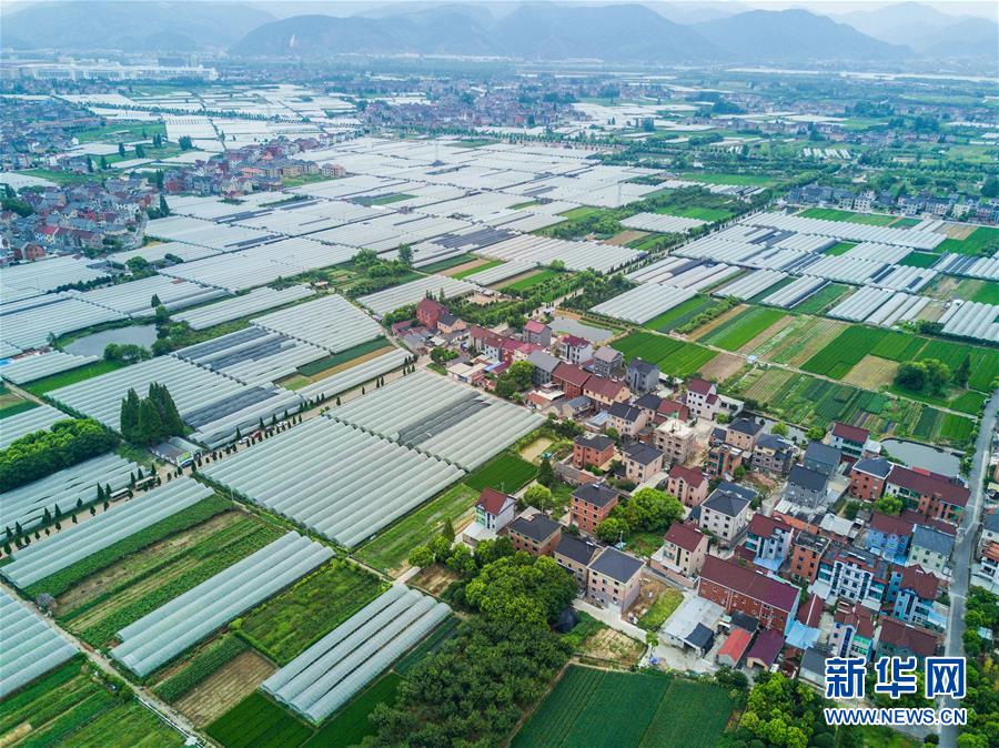 8月17日，空中俯瞰东洲街道陆家浦村的葡萄大棚。　新华社记者 徐昱 摄