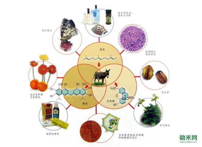 植物次生代谢.jpg