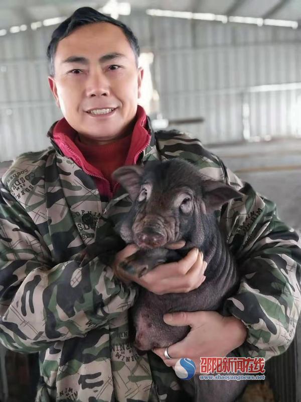 向洪贵的生态香猪养殖情 ——隆回县向家生态香猪养殖专业合作社诞生记