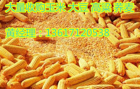 【供】朔州哪里有收购玉米的实力厂家民发大量收购