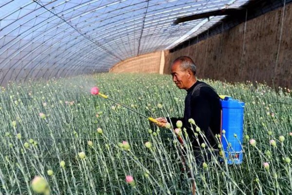  花农在花卉大棚里喷洒农药 （图片来源：新华社）