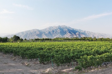 宁夏好葡萄　闻香识美酒