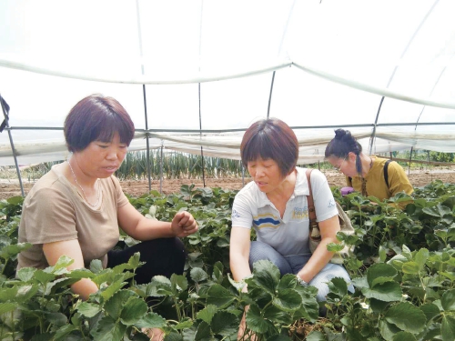 特色带来优势　龙头强壮产业