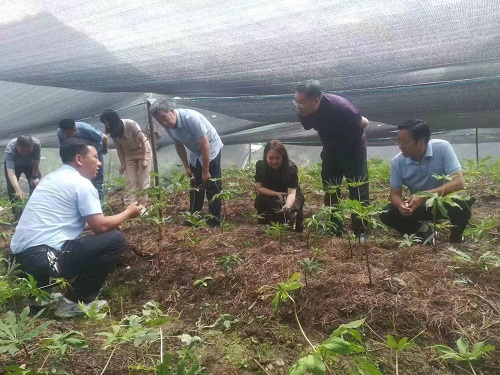 联盟理事长王凤忠(右二)、常务副理事长范蓓(右三)等专家考察甘肃舟曲中藏药材。联盟供图
