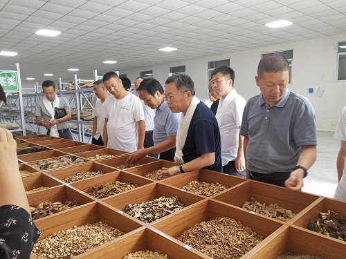 联盟理事长王凤忠(右三)等专家考察甘肃舟曲中藏药材产业。联盟供图