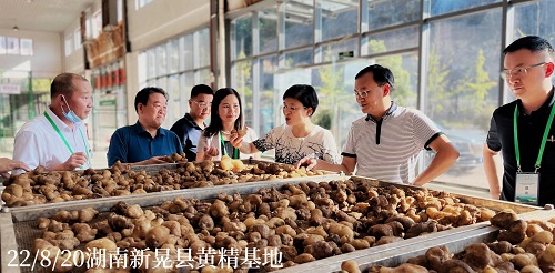 联盟秘书长王琼(右三)研究员等专家考察新晃黄精产业园。联盟供图